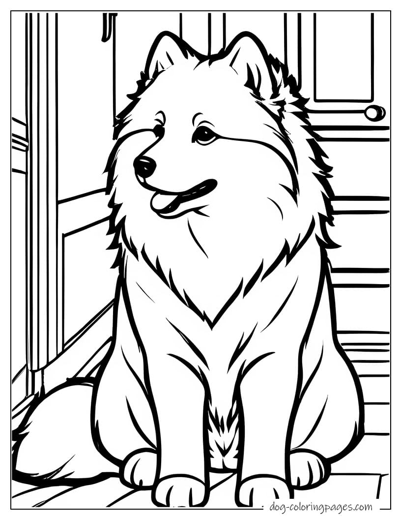 Samoyed At Home